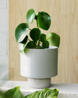 Grey Collectors Gro Pot by Angus & Celeste - THE PLANT SOCIETY