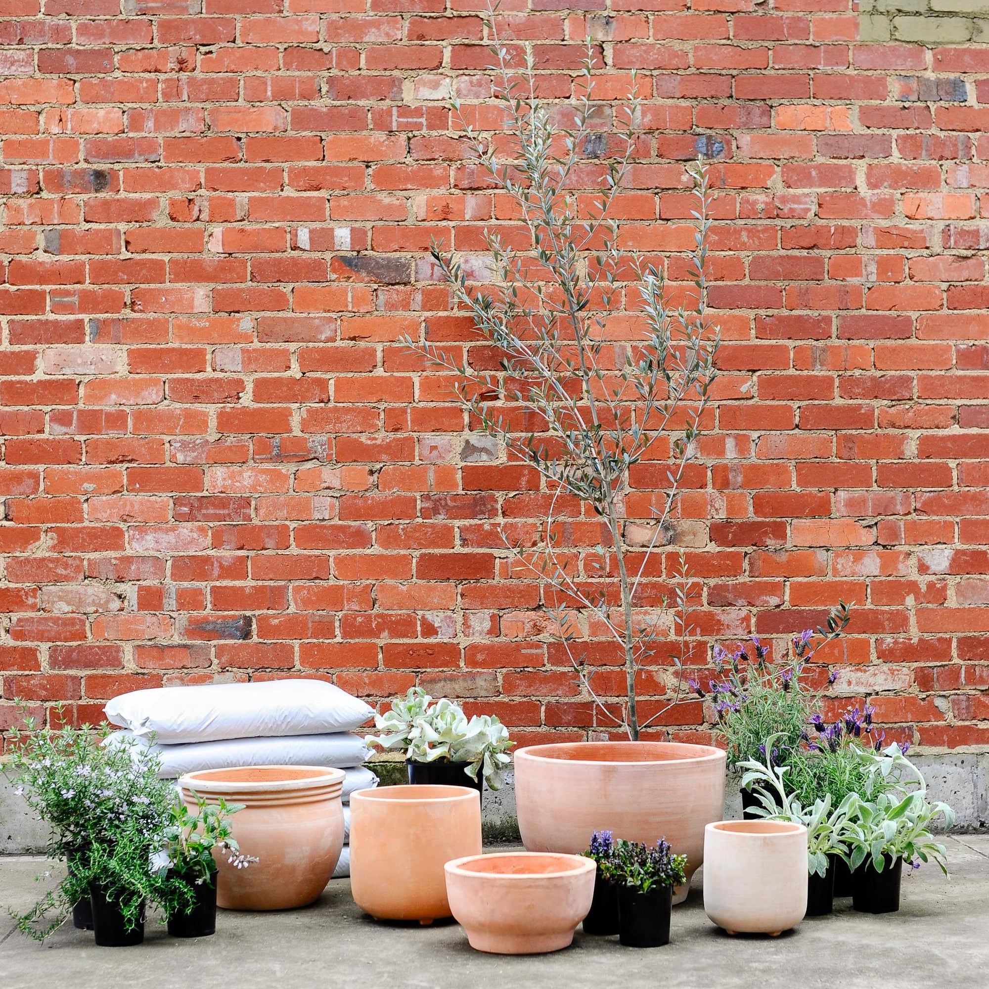 Terracotta Collection by The Plant Society - THE PLANT SOCIETY