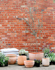 Terracotta Collection by The Plant Society - THE PLANT SOCIETY