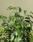 Weeping Fig (Ficus benjamina) - THE PLANT SOCIETY