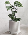 Satin Pothos (Scindapsus Pictus Argyraeus)