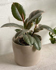 Variegated Rubber Plant (Ficus elastica 'Ruby') - THE PLANT SOCIETY