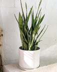 Snake Plant ( Sansevieria 'Silver Princess' )