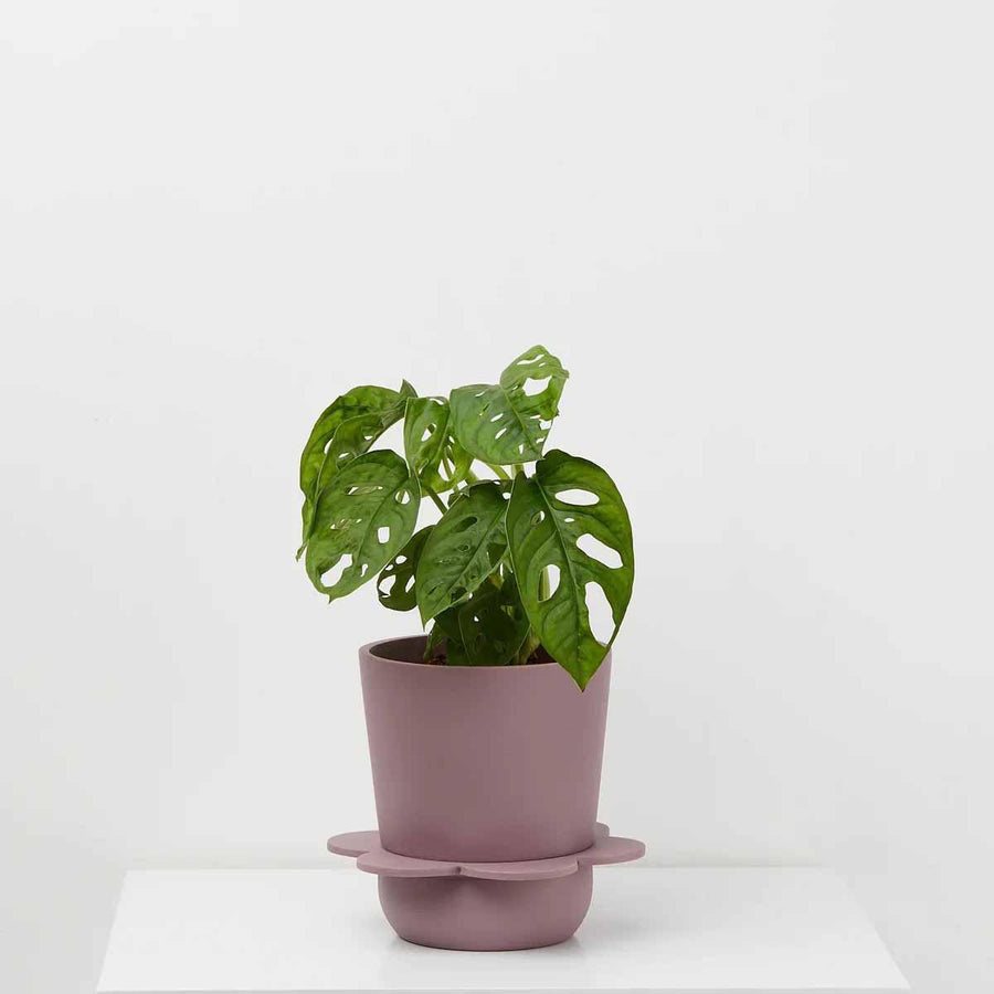 Spring Planter by Capra Designs