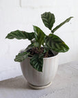 Calathea Freddie (Calathea louisae) - THE PLANT SOCIETY