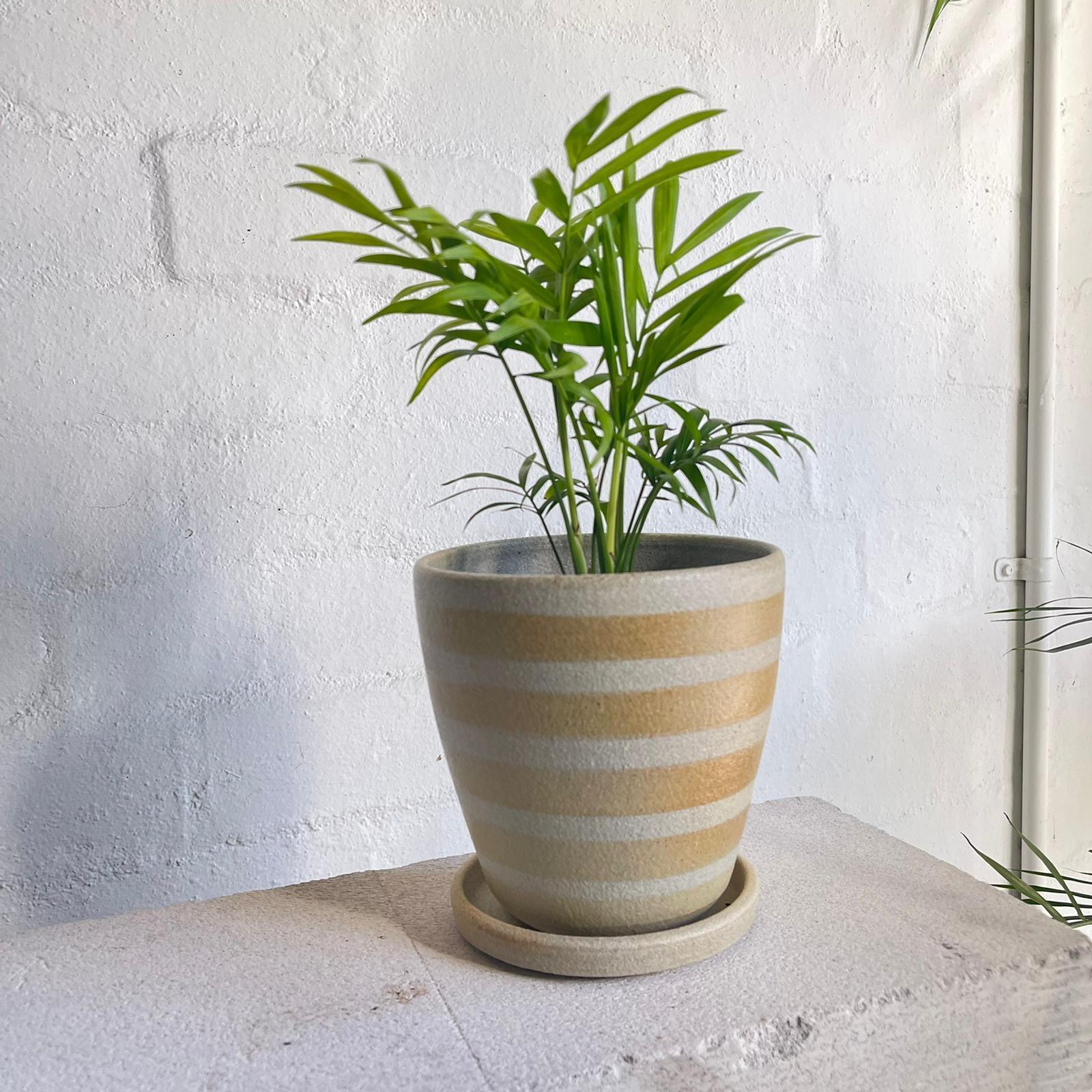 Parlour Palm (Chamaedorea elegans) - THE PLANT SOCIETY