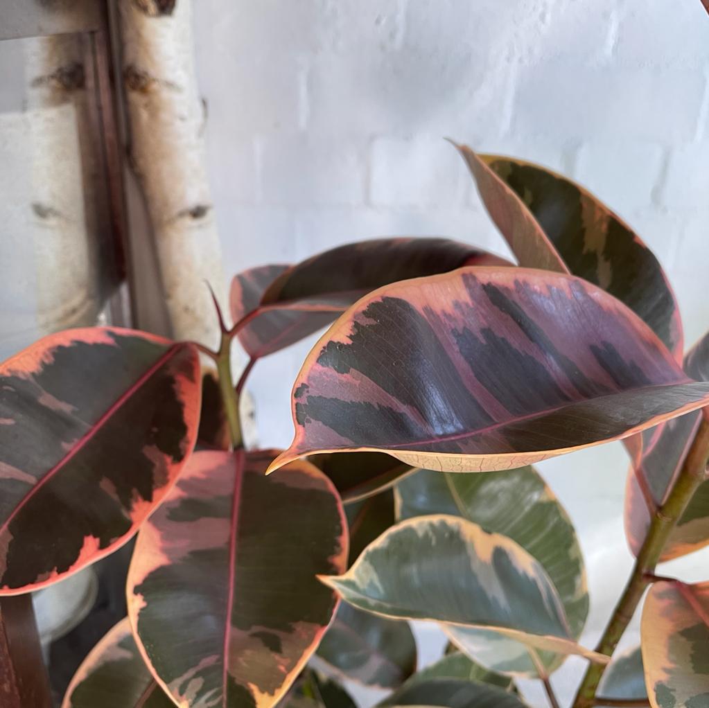 Variegated Rubber Plant (Ficus elastica &#39;Ruby&#39;)