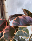 Variegated Rubber Plant (Ficus elastica 'Ruby')