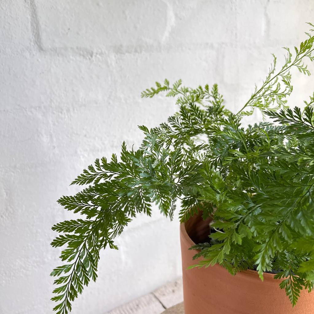 Rabbit&#39;s Foot Fern (Davallia fejeensis) - THE PLANT SOCIETY