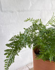 Rabbit's Foot Fern (Davallia fejeensis) - THE PLANT SOCIETY