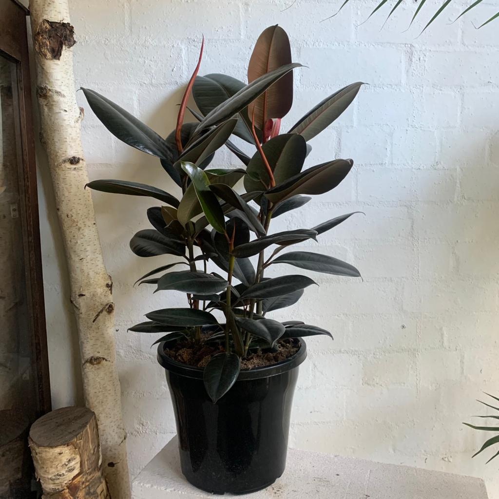 Rubber Plant (Ficus elastica &#39;Burgundy&#39;)
