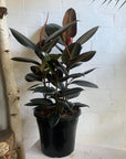 Rubber Plant (Ficus elastica 'Burgundy')