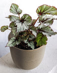 Painted Leaf Begonia (Begonia rex) - THE PLANT SOCIETY