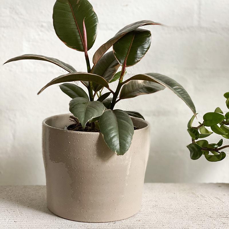 Variegated Rubber Plant (Ficus elastica &#39;Ruby&#39;) - THE PLANT SOCIETY