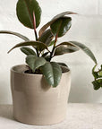 Variegated Rubber Plant (Ficus elastica 'Ruby') - THE PLANT SOCIETY