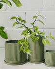 Sage Fluted Planter by Arcadia Scott - THE PLANT SOCIETY