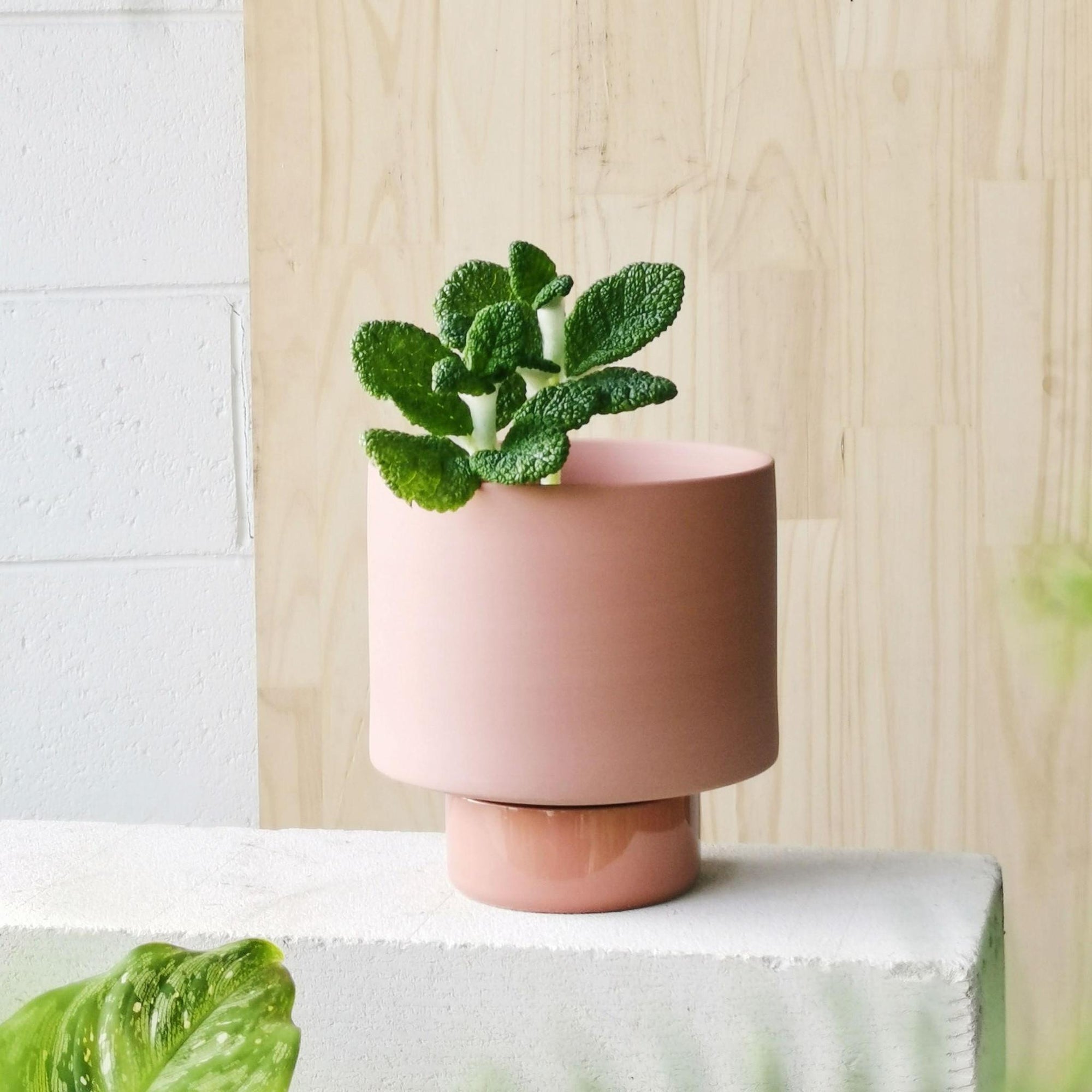 Ochre Collectors Gro Pot by Angus &amp; Celeste - THE PLANT SOCIETY