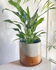 Spathiphyllum 'Domino' (Variegated Peace Lily) - THE PLANT SOCIETY