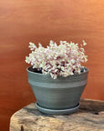 Slate Grey Ridge Planters by Alison Frith - THE PLANT SOCIETY