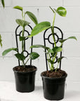 Devil's Ivy (Epipremnum aureum) - THE PLANT SOCIETY