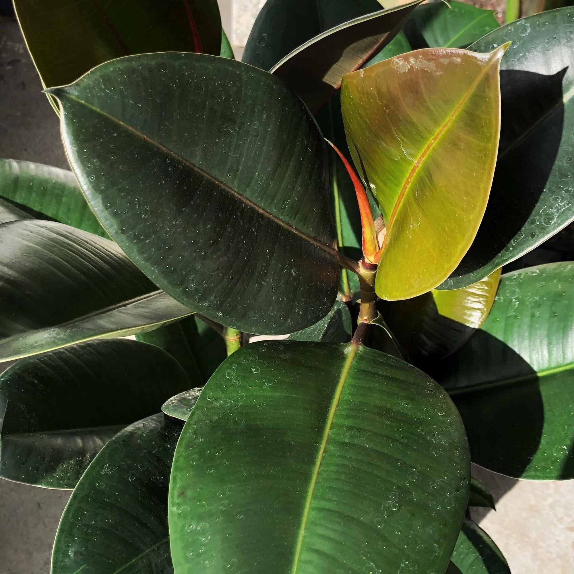 rubber tree robusta Rubber Plant (Ficus elastica 'Robusta') – THE PLANT SOCIETY