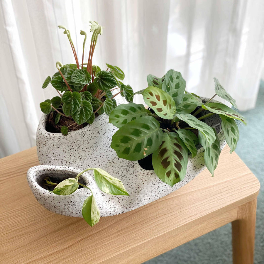 Trifango Planter by Buzzby & Fang (PRE SALE 2-4 WEEKS)