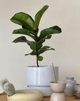 Fiddle-Leaf Fig (Ficus lyrata 'Bambino') - THE PLANT SOCIETY