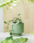 Olive Green Collectors Gro Pot by Angus & Celeste - THE PLANT SOCIETY