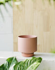 Ochre Collectors Gro Pot by Angus & Celeste - THE PLANT SOCIETY