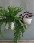 Misty Morning Brass Hanging Planter by Leaf & Thread - THE PLANT SOCIETY