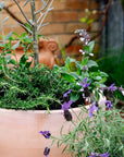 Terracotta Collection by The Plant Society - THE PLANT SOCIETY