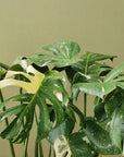 Variegated Monstera (Monstera deliciosa 'thai constellation') - THE PLANT SOCIETY