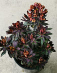 Euphorbia 'Blackbird'