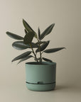Self Watering Planter 250mm by Mr Kitly - THE PLANT SOCIETY