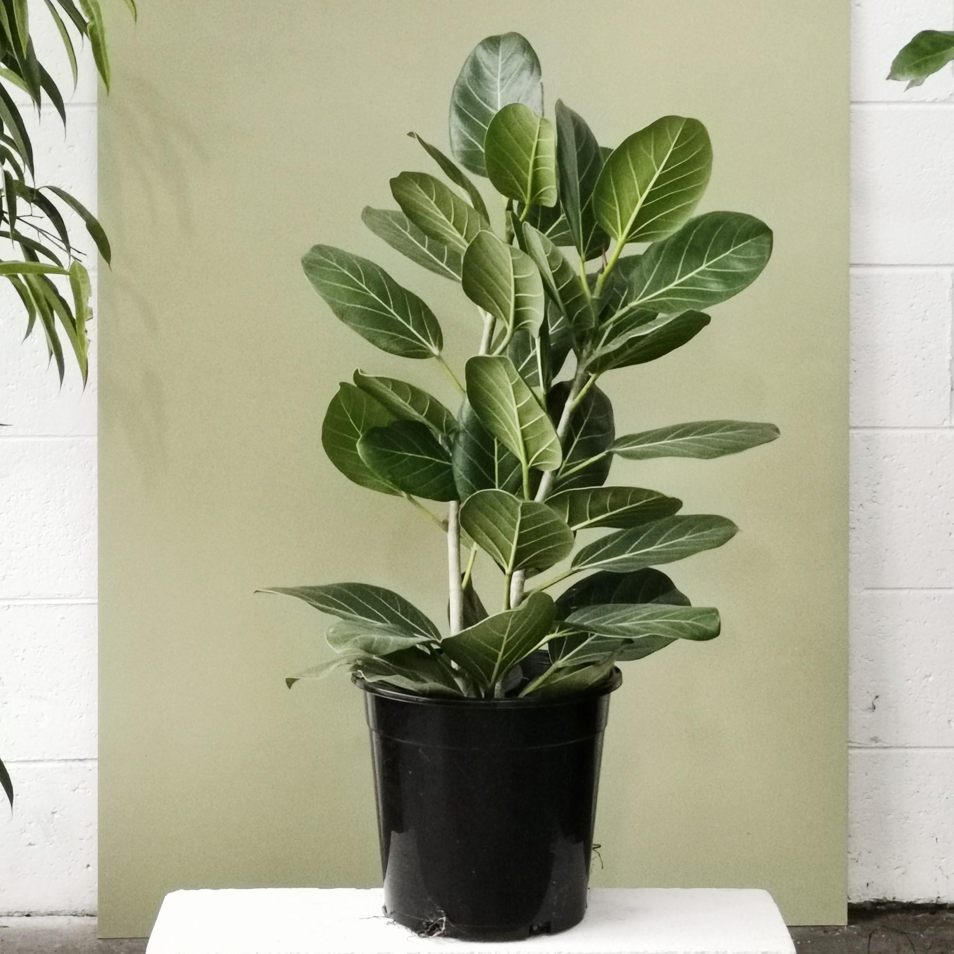 Ficus Audrey (Ficus benghalensis) - THE PLANT SOCIETY