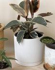 White Eyre Planter by The Plant Society - THE PLANT SOCIETY