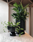 Extra Large Palm Springs Planter by Lightly
