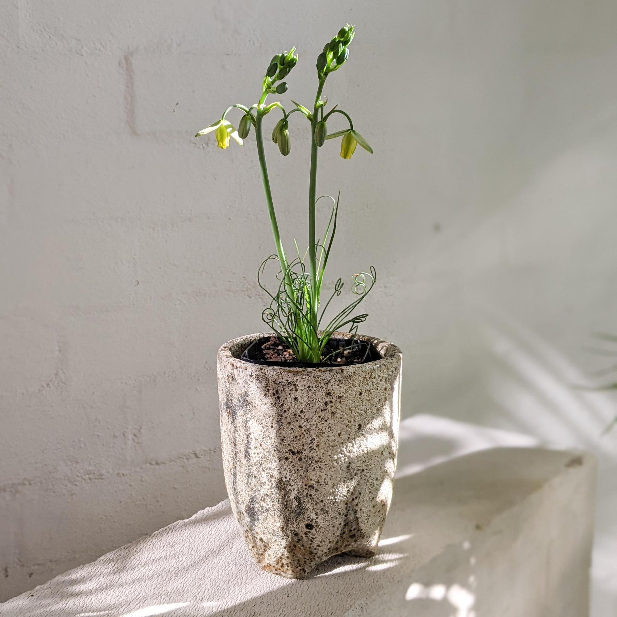 Tall Tripod Planter by Buzzby &amp; Fang