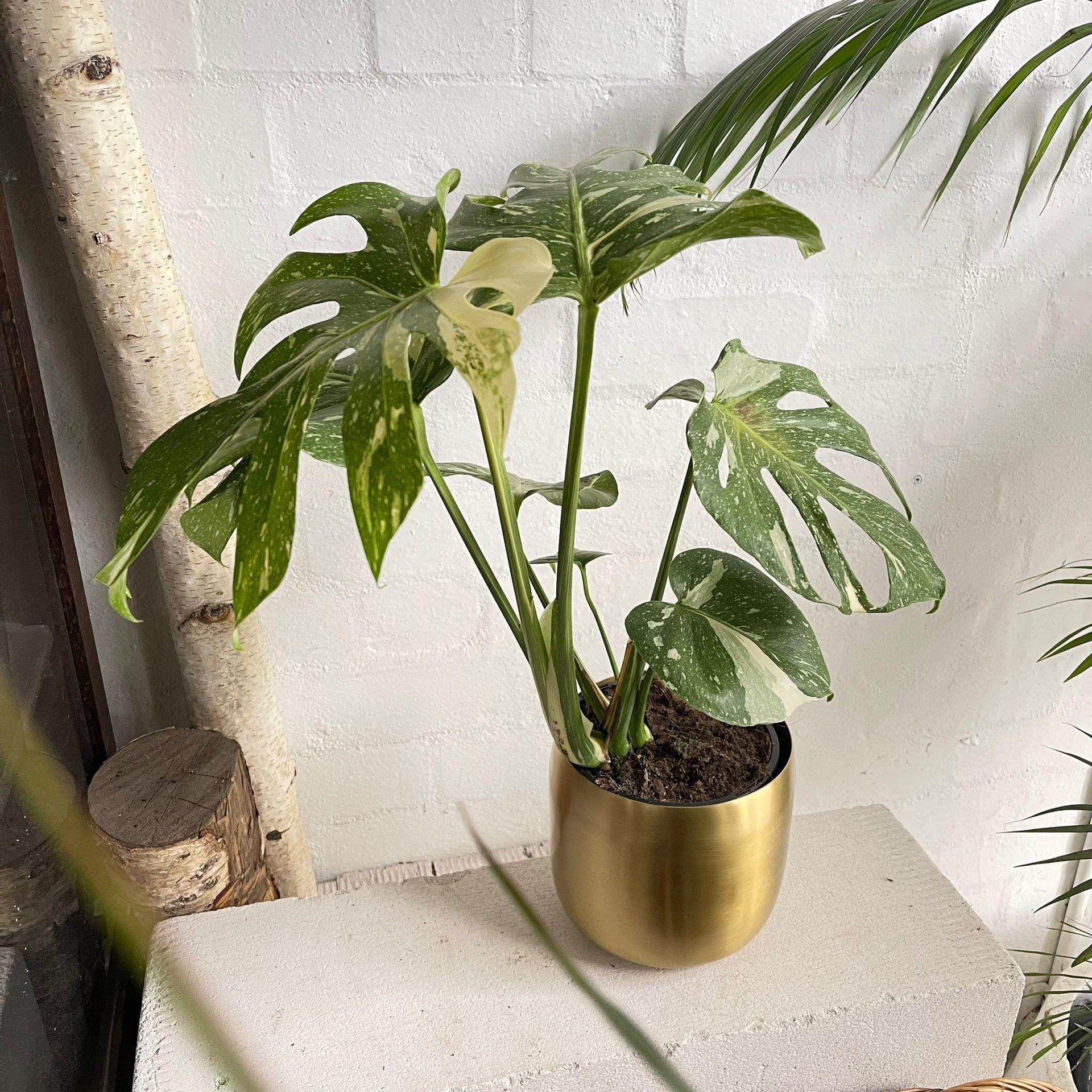 variegated monstera deliciosa australia Variegated Monstera (Monstera deliciosa 'thai constellation') – THE PLANT SOCIETY