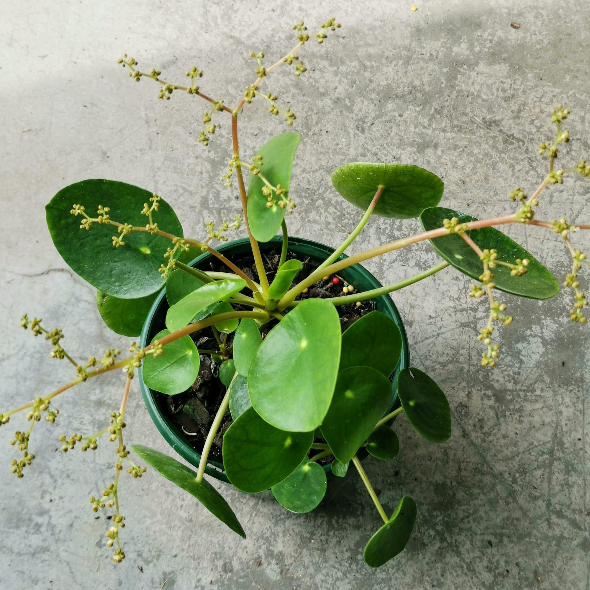 Chinese Money Plant (Pilea peperomioides)