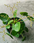 Chinese Money Plant (Pilea peperomioides)