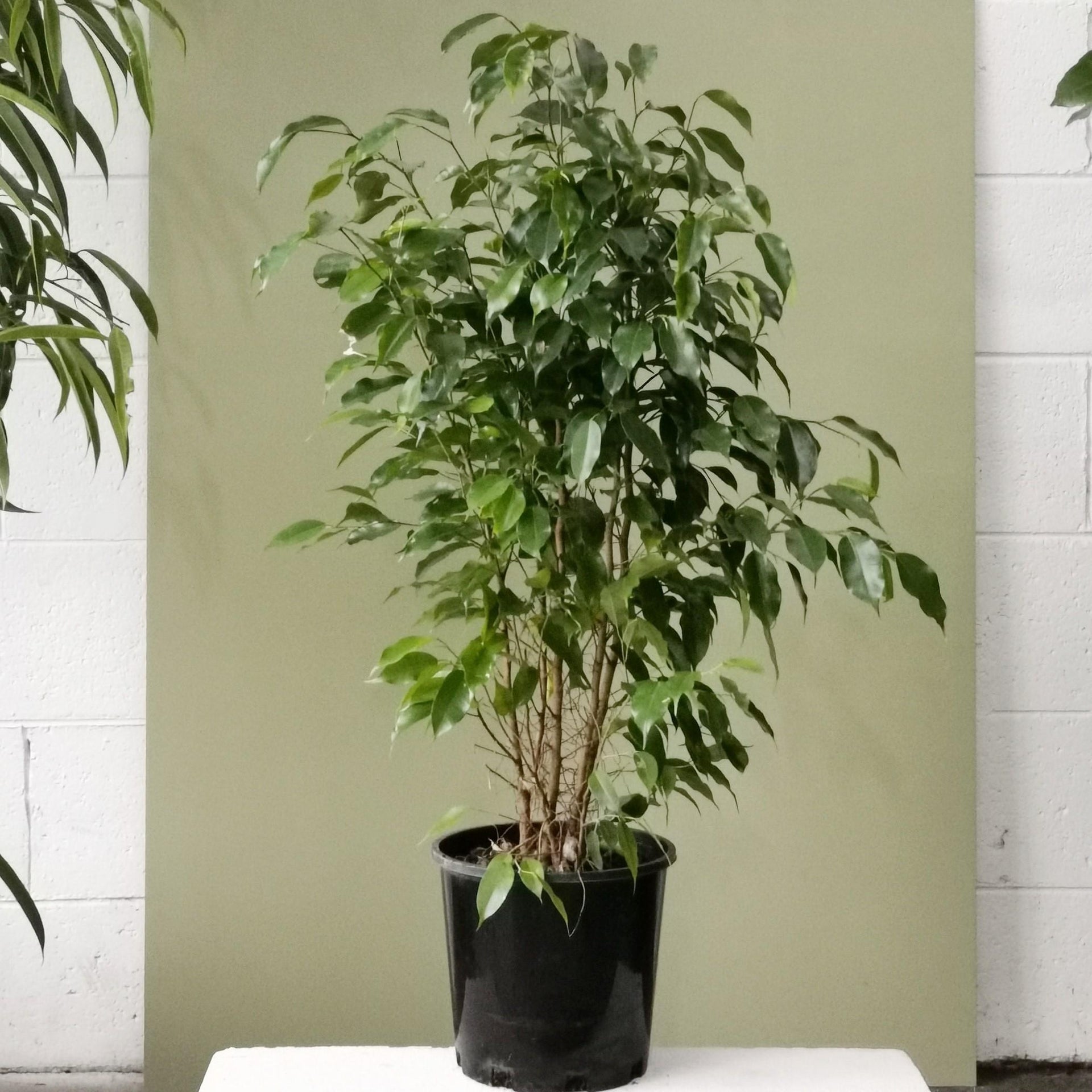 weeping fig indoor plant Weeping Fig (Ficus benjamina)