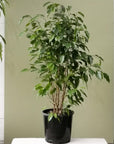 Weeping Fig (Ficus benjamina) - THE PLANT SOCIETY