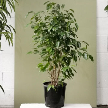 Weeping Fig (Ficus benjamina) - THE PLANT SOCIETY