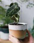 Desert Planter by Leaf & Thread - THE PLANT SOCIETY