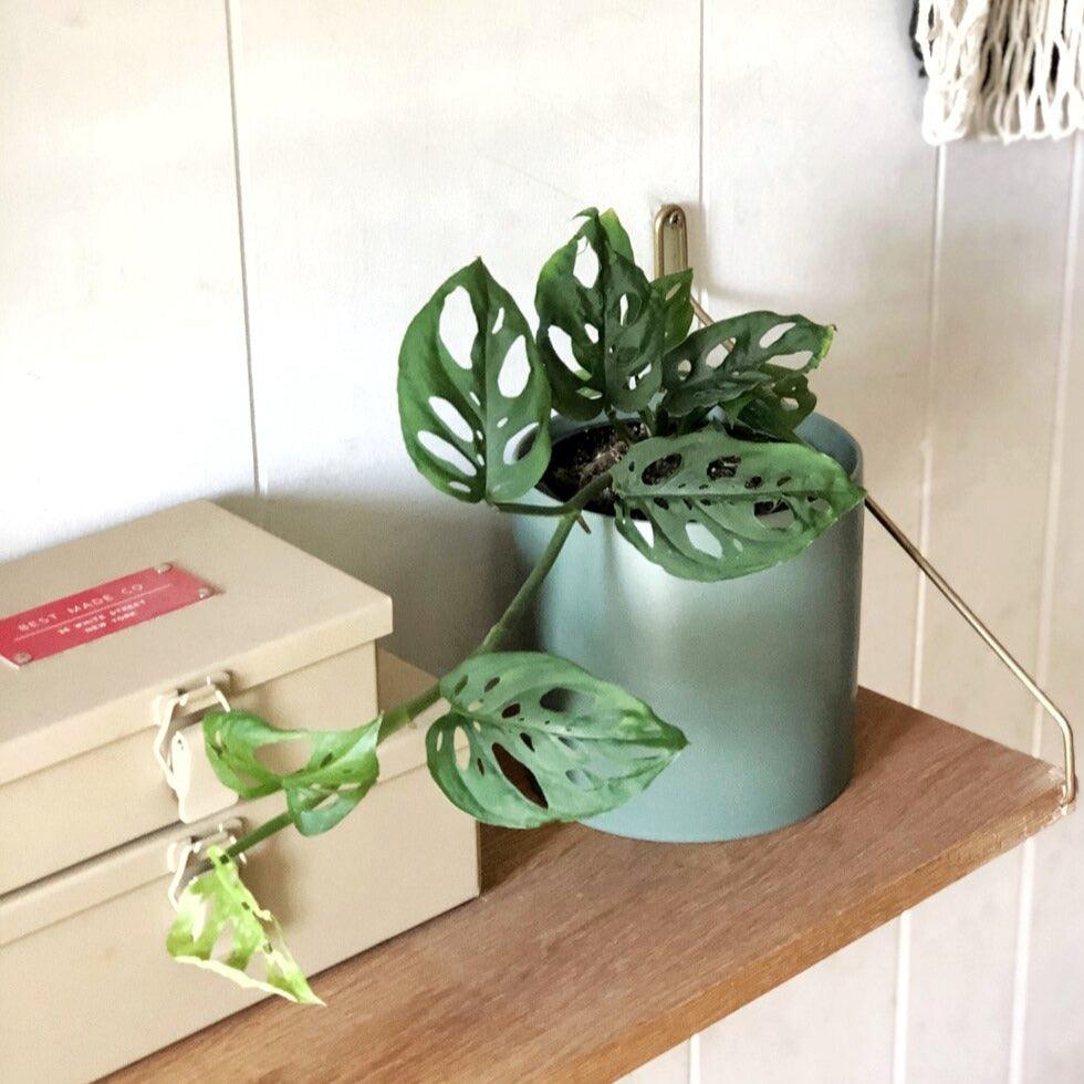 Swiss Cheese Vine (Monstera adansonii) - THE PLANT SOCIETY