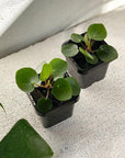 Chinese Money Plant (Pilea peperomioides) - THE PLANT SOCIETY