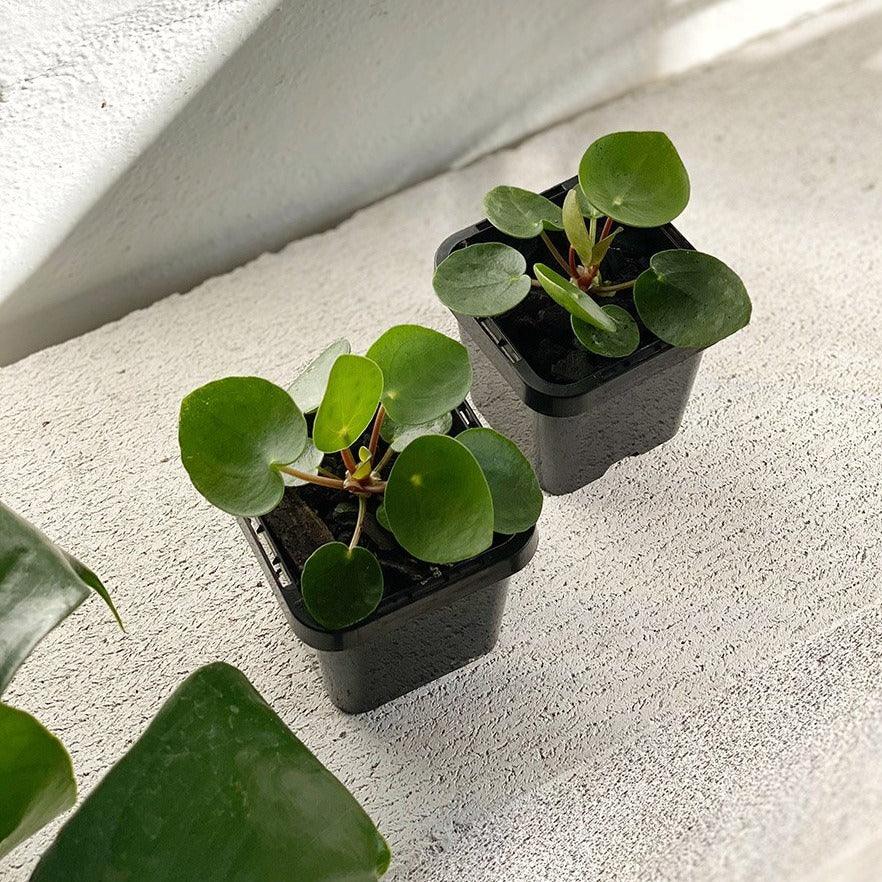 Chinese Money Plant (Pilea peperomioides) - THE PLANT SOCIETY