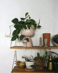 Nappula Planter with Philodendron cordatum (Heart Leaf Philodendron)