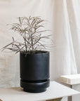 Low Pier Planter by The Plant Society x Capra Designs- Totem Collection - - THE PLANT SOCIETY